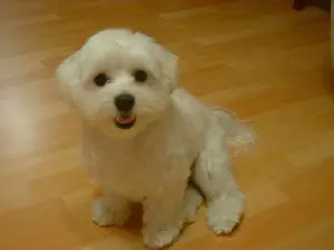 Top 10 Calm Small Dog Breeds - PuppyWire