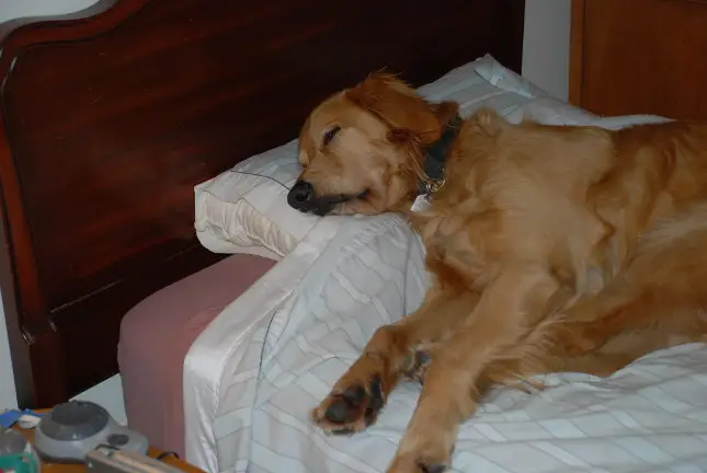 dog sleeping in bed