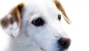 How to Teach your Dog to Use Dog Potty Training Bell
