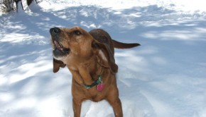 how to stop your dog from barking at everything tips to help your dog ...