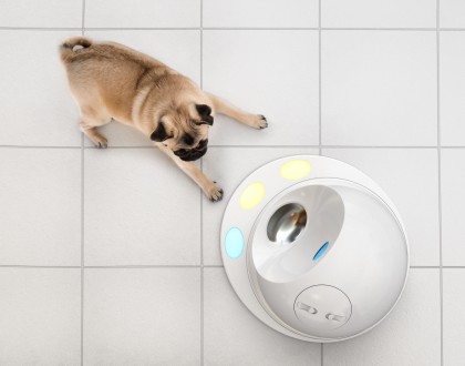 Pug playing with clever pet