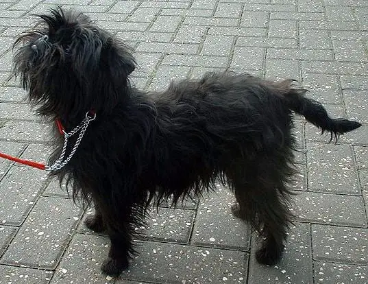 Affenpinscher Breed Image