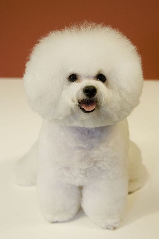 hypoallergenic dogs that are calm