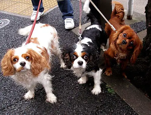 Owner walking 3 Cavalier King Charles Spaniels