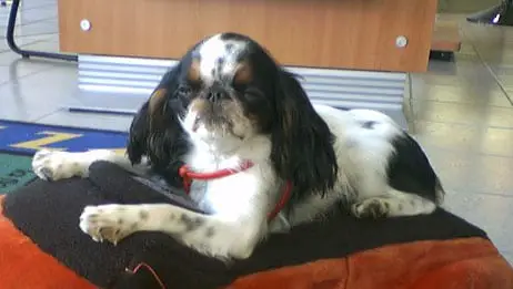 English Toy Spaniel relaxing on dog bed