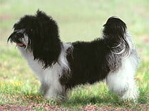 Kyi Leo Dog Breed