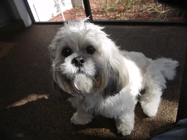 Cute Lhasa Apso