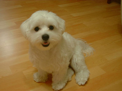 Maltese Breed Picture