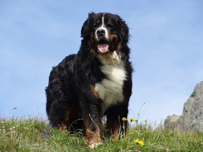 Bernese Mountain Dog