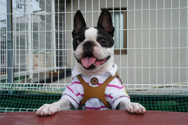 Boston Terrier dressed for success