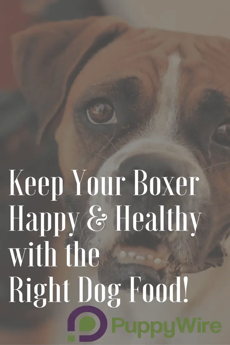Finding the best dog food for Boxers can be hard. We help make it easier by giving you all the information you need to make a good choice. We cover ingredients to avoid, common Boxer health issues, our top 5 choices for Boxer dog food, and much more.