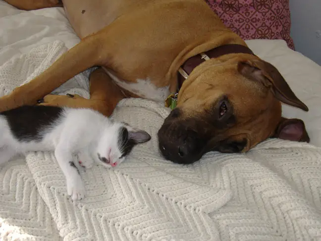 Boxer sleeping in bed with a kitten