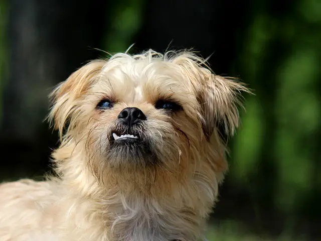 Brussels Griffon Breed Image