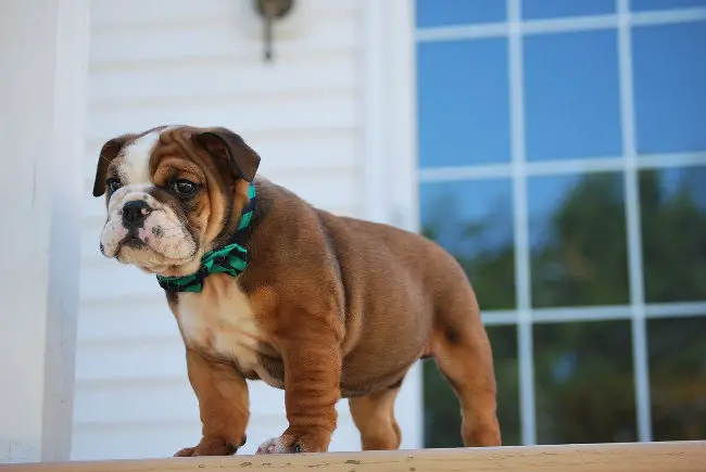 Bulldog puppy standing on porch