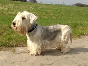 Cesky Terrier Profile Picture