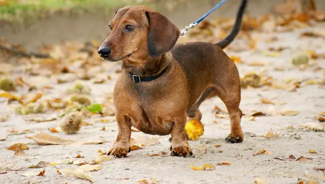 Dachshund enjoying a walk on a fall day