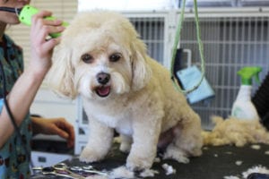 Small dog getting groomed