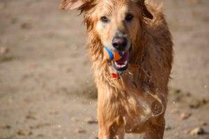 Healthy dog playing ball