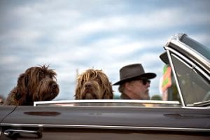 Dogs traveling in a car