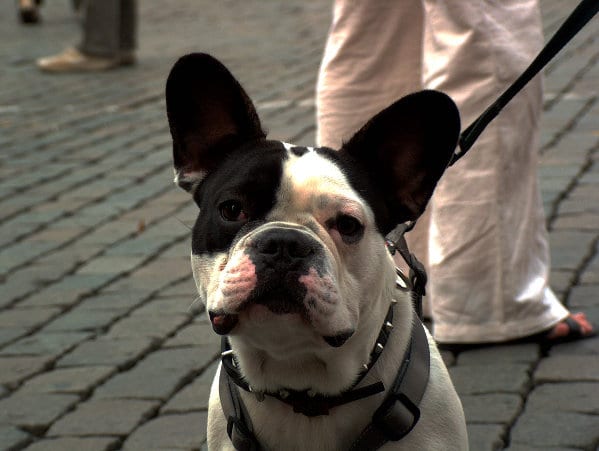 French Bulldog Breed Picture