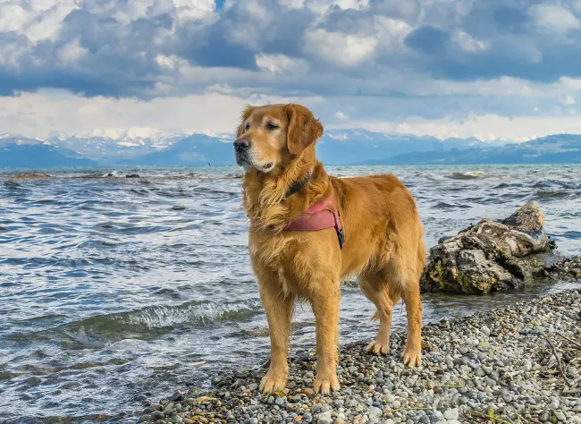 Golden Retriever standing on a beach