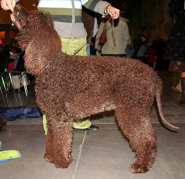 Irish Water Spaniel Profile Picture