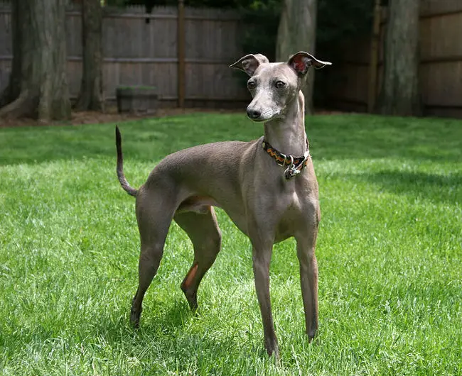 Italian Greyhound in backyard