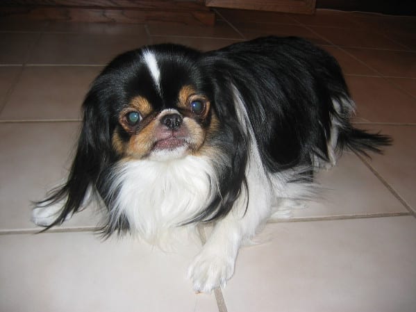 Japanese Chin breed picture