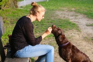 Lady training her dog at the dog park