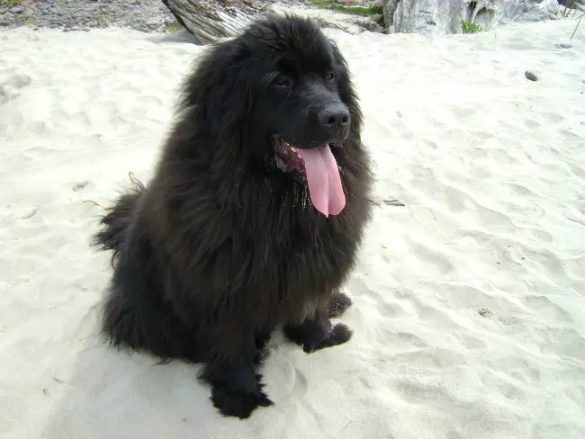 Newfoundland standing on a sandy beach