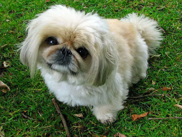Top 10 Calm Small Dog Breeds PuppyWire