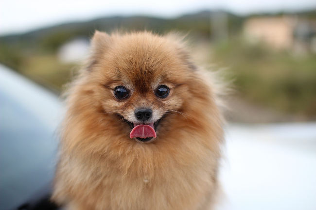 Pomeranian posing for the camera