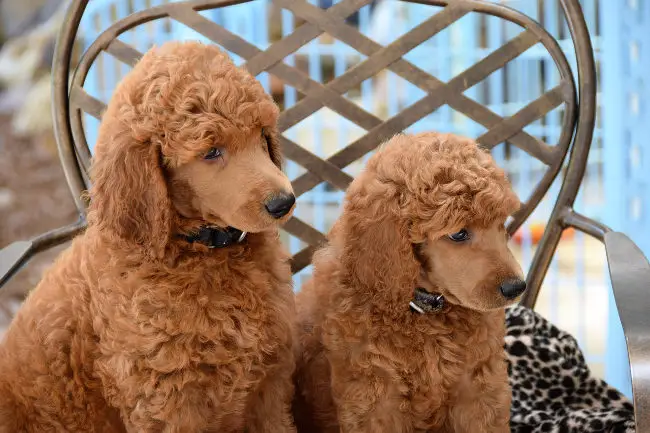 2 Tan Poodles sitting on a chair