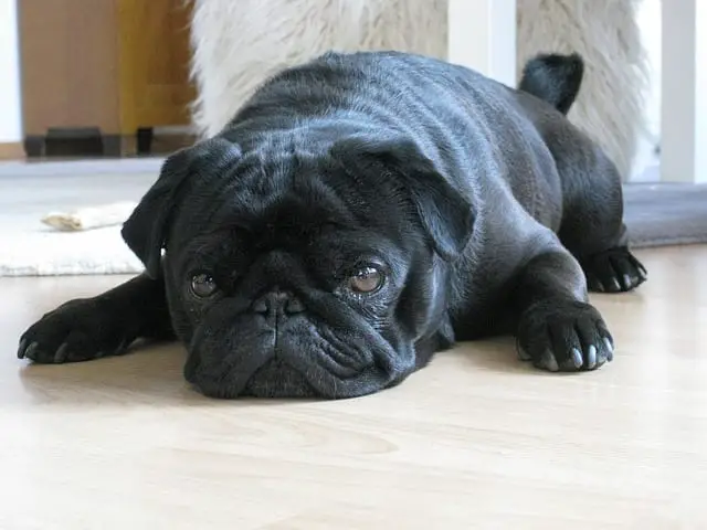 black Pug relaxing on the floor