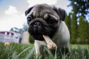 Small puppy enjoying a dog treat snack