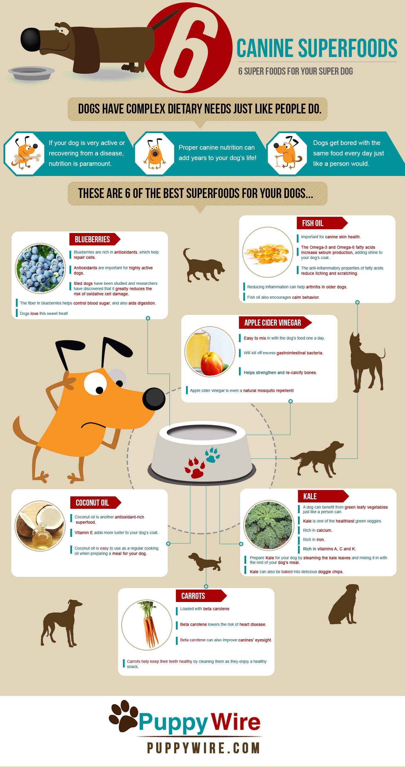 6 Superfoods for Your Super Dog Infographic