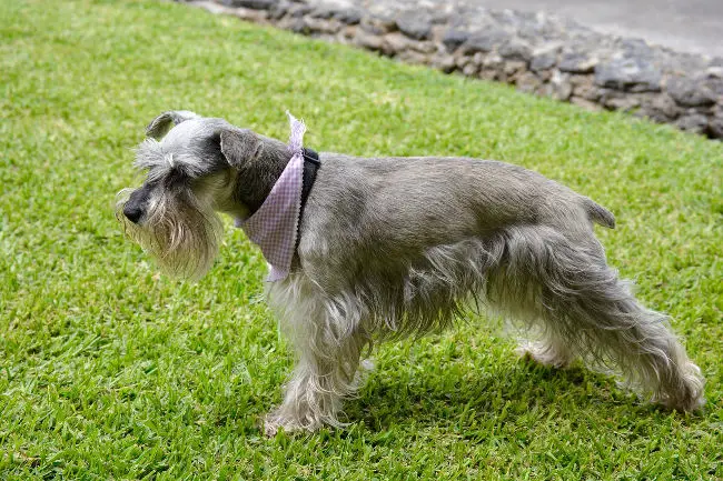 Schnauzer Breed Profile