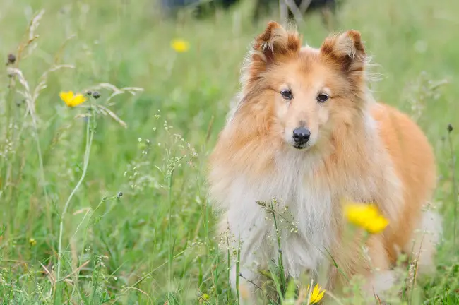 Shetland Sheepdog Breed Picture