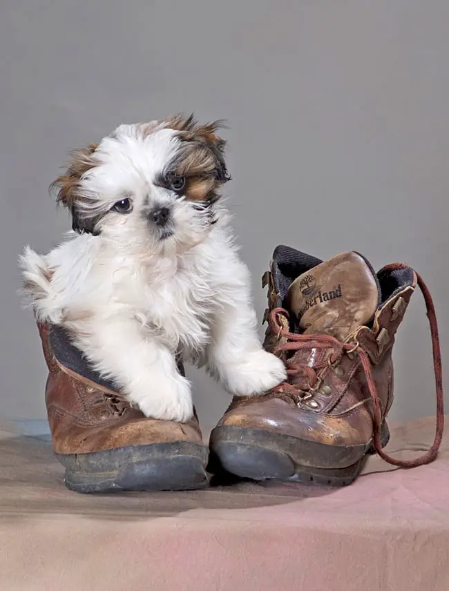 Shih Tzu posing in a work boot