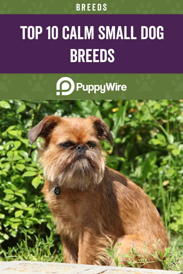 Top 10 Calm Small Dog Breeds