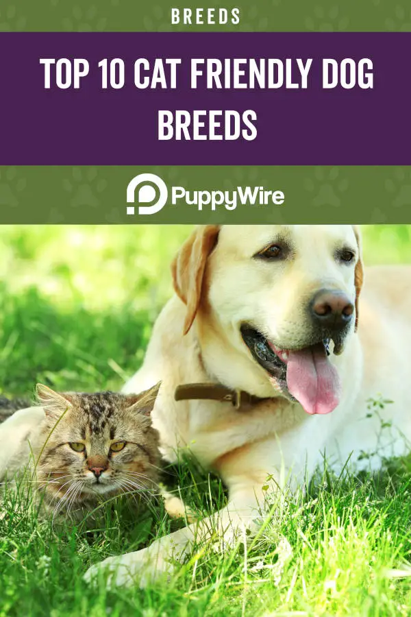 Top 10 Cat Friendly Dog Breeds