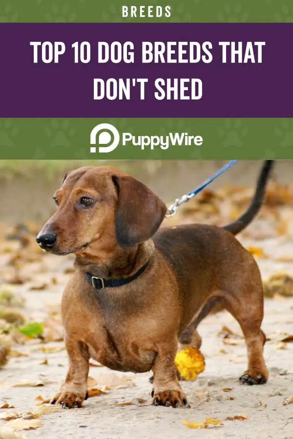 Top 10 Dog Breeds That Don't Shed