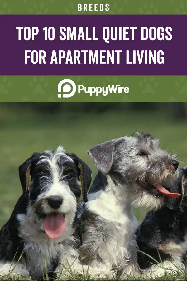 Top 10 Small Quiet Dogs for Apartment Living