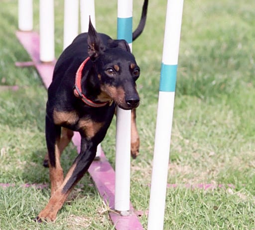 Toy Manchester Terrier