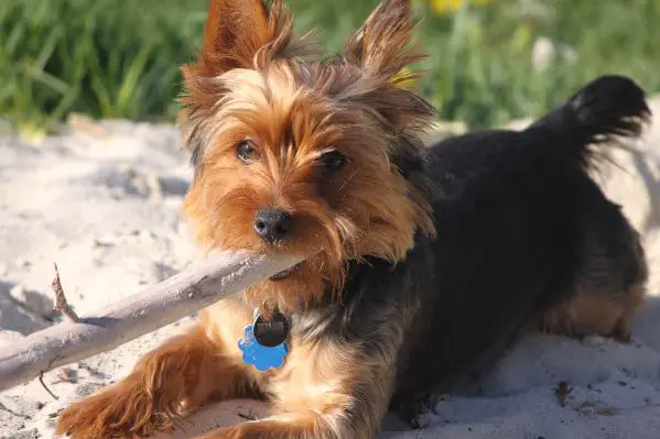 Yorkie enjoying a stick on the beach