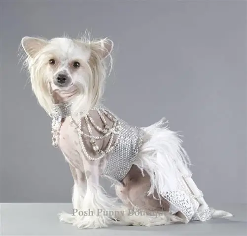 couture futuristic royal harness dress - Você daria este colar para seu Pet?