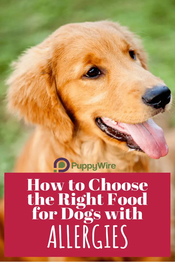 Best Hypoallergenic Dog Food Guide Top 5 Reviews