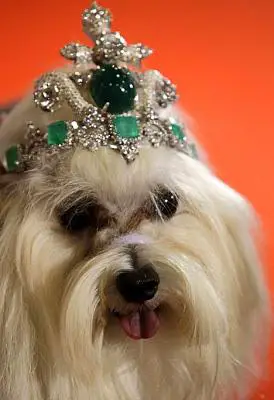 Dog wearing most expensive dog tiara in the world
