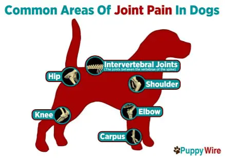 Common Areas of Joint Pain in Dogs