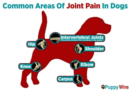 joint-pain-area-dogs438 Common Areas of Joint Pain in Dogs